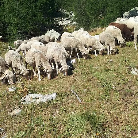 Appartement La Foux D'allos Coquet Proche Accès Pistes 4 Couchages